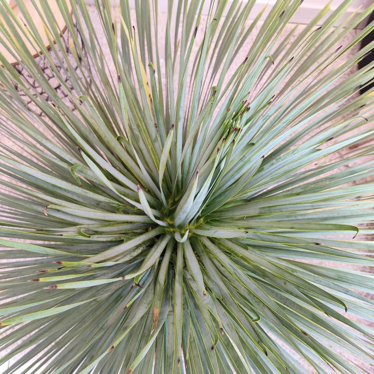 Juka rostrata (Yucca rostrata) 120cm