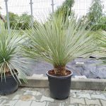 Juka rostrata (Yucca rostrata) 110cm