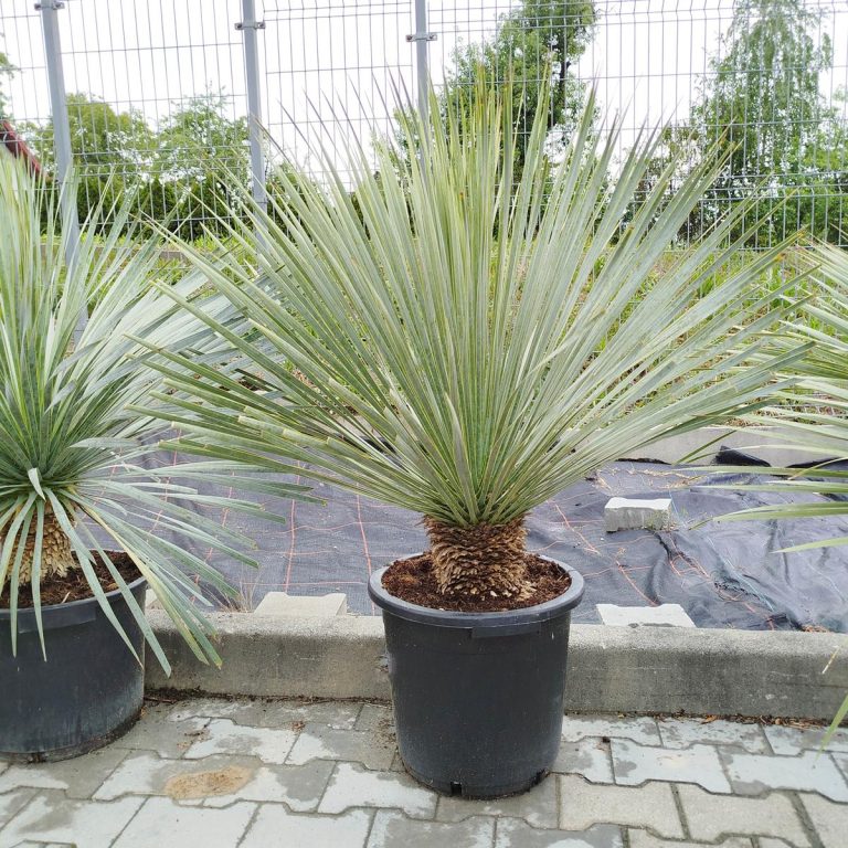 Juka rostrata (Yucca rostrata) 110cm