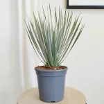 Juka rostrata (Yucca rostrata) 50cm