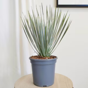 Juka rostrata (Yucca rostrata) 45-55cm