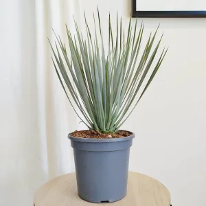 Juka rostrata (Yucca rostrata) 50cm