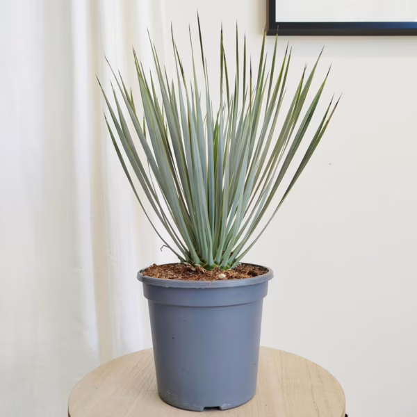 Juka rostrata (Yucca rostrata) 45-55cm
