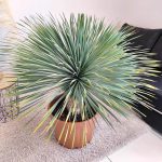 Juka rostrata (Yucca rostrata) 120cm