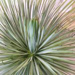 Juka rostrata (Yucca rostrata) 120cm