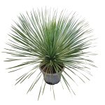 Juka rostrata (Yucca rostrata) 80cm