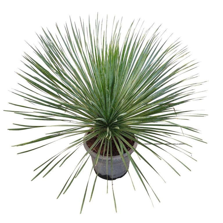 Juka rostrata (Yucca rostrata) 80cm