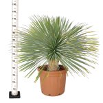Juka rostrata (Yucca rostrata) 120cm