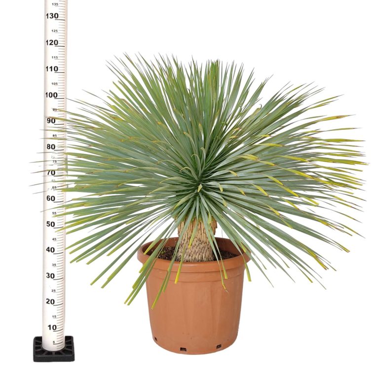 Juka rostrata (Yucca rostrata) 120cm