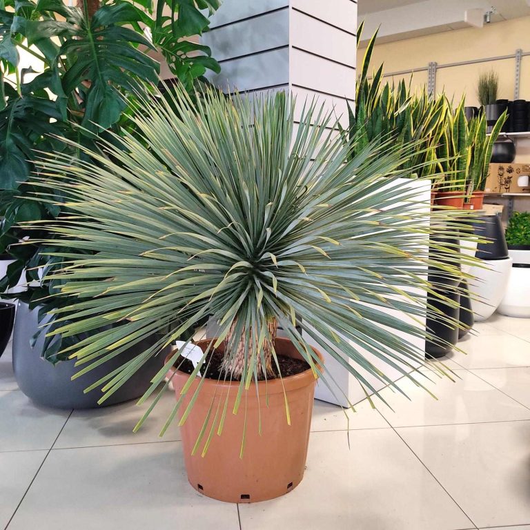 Juka rostrata (Yucca rostrata) 120cm
