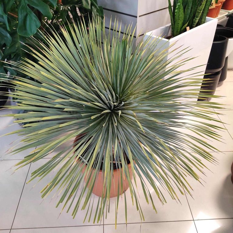 Juka rostrata (Yucca rostrata) 120cm