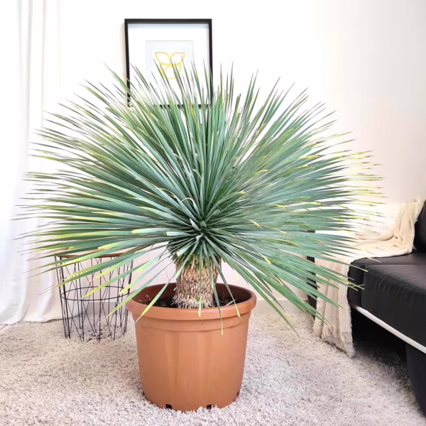 Juka rostrata (Yucca rostrata) 120-130cm