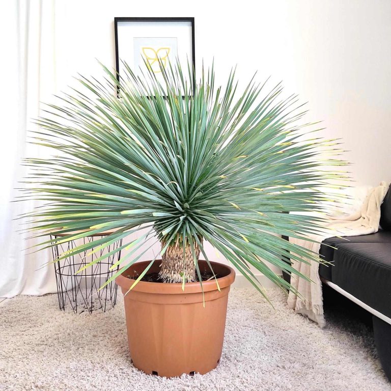 Juka rostrata (Yucca rostrata) 120cm