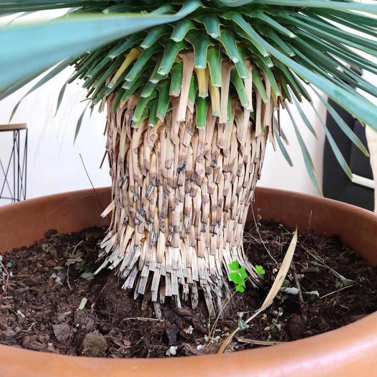 Juka rostrata (Yucca rostrata) 120cm