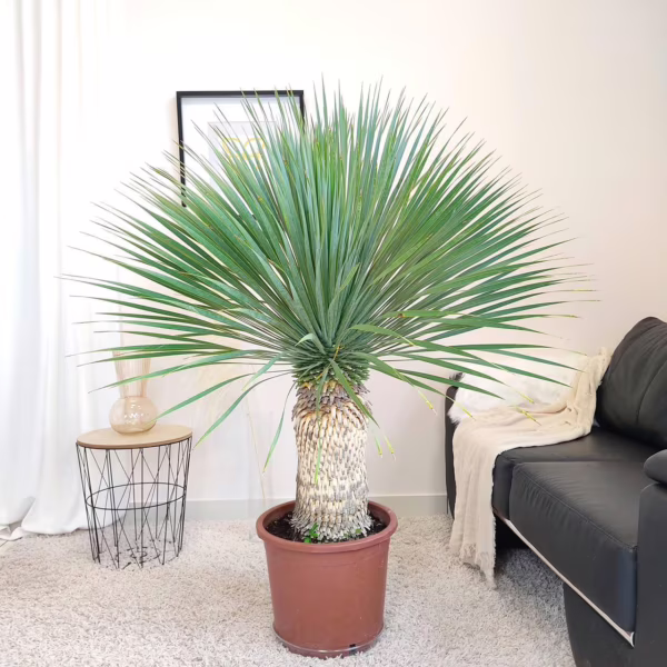 Juka rostrata (Yucca rostrata) 150-160cm