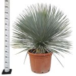 Juka rostrata (Yucca rostrata) 120cm