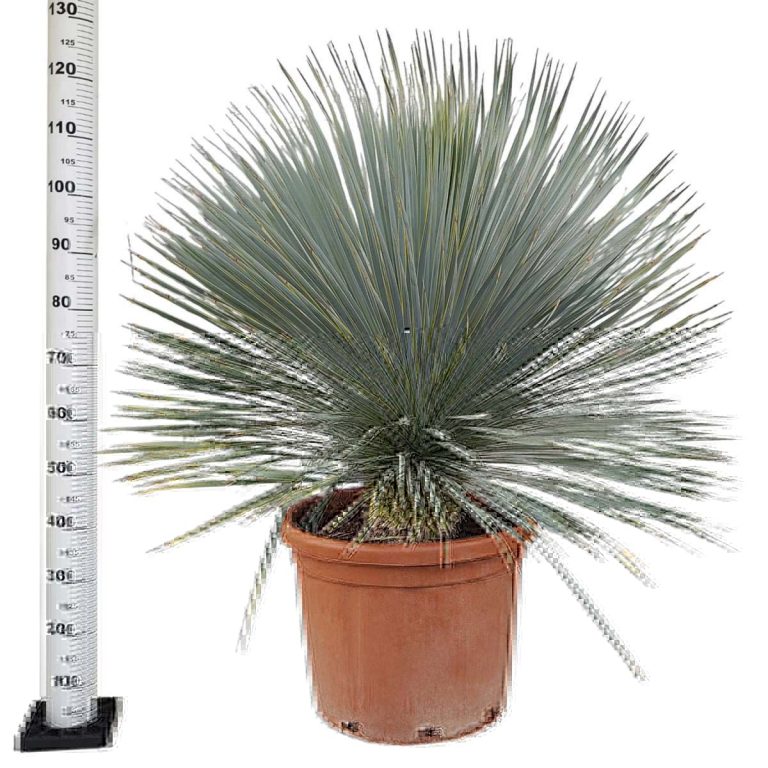 Juka rostrata (Yucca rostrata) 120cm