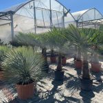 Juka rostrata (Yucca rostrata) 120cm