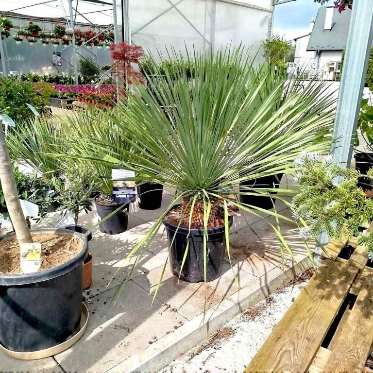 Juka rostrata (Yucca rostrata) 110cm