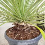 Juka rostrata (Yucca rostrata) 110cm
