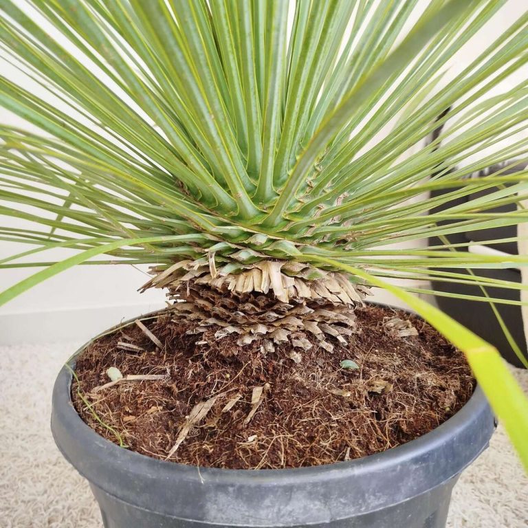 Juka rostrata (Yucca rostrata) 110cm