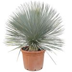 Juka rostrata (Yucca rostrata) 120cm