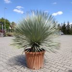 Juka rostrata (Yucca rostrata) 120cm