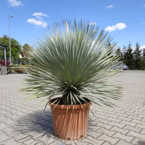 Juka rostrata (Yucca rostrata) 120cm