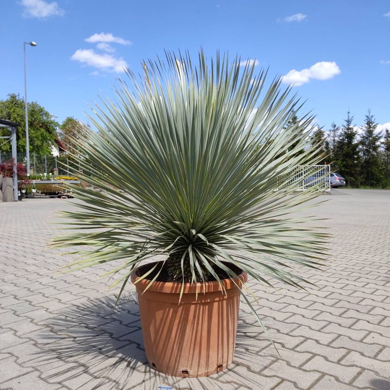 Juka rostrata (Yucca rostrata) 120cm