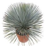 Juka rostrata (Yucca rostrata) 120cm