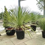 Juka rostrata (Yucca rostrata) 110cm