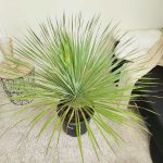 Juka rostrata (Yucca rostrata) 110cm