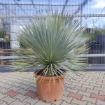 Juka rostrata (Yucca rostrata) 120cm