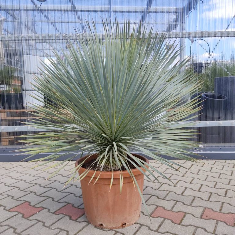 Juka rostrata (Yucca rostrata) 120cm