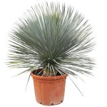Juka rostrata (Yucca rostrata) 120cm