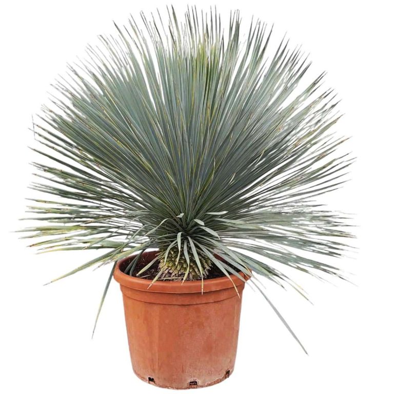 Juka rostrata (Yucca rostrata) 120cm