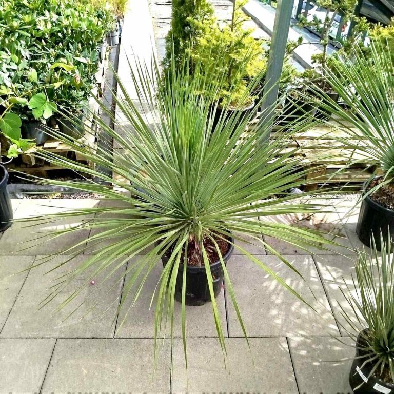 Juka rostrata (Yucca rostrata) 110cm