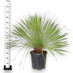 Juka rostrata (Yucca rostrata) 110cm