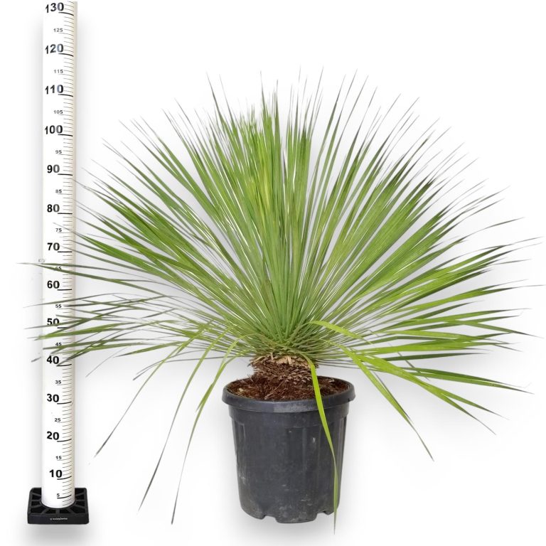Juka rostrata (Yucca rostrata) 110cm