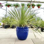 Juka rostrata (Yucca rostrata) 110cm