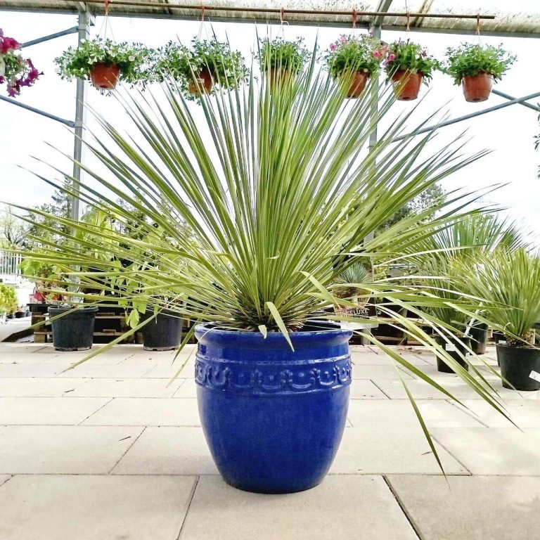 Juka rostrata (Yucca rostrata) 110cm