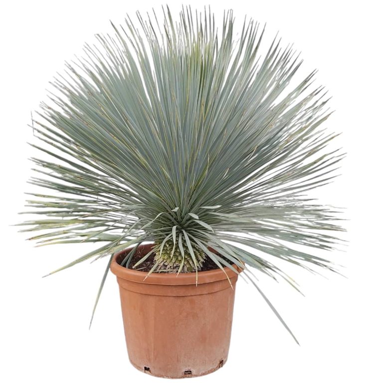 Juka rostrata (Yucca rostrata) 120cm