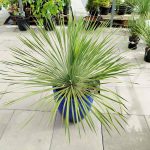 Juka rostrata (Yucca rostrata) 110cm