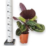 Kalatea (Calathea roseopicta 'Medallion') 55cm