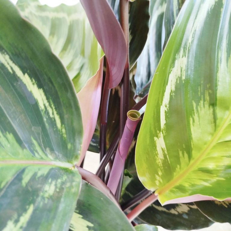 Kalatea (Calathea roseopicta 'Medallion') 55cm