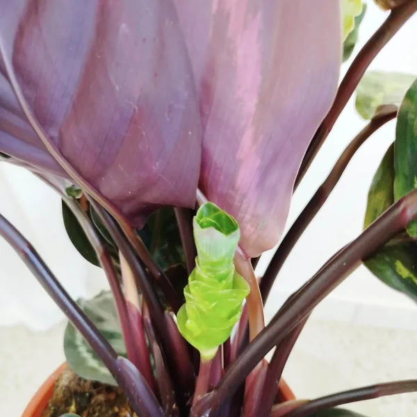 Kalatea (Calathea roseopicta 'Medallion') 60cm