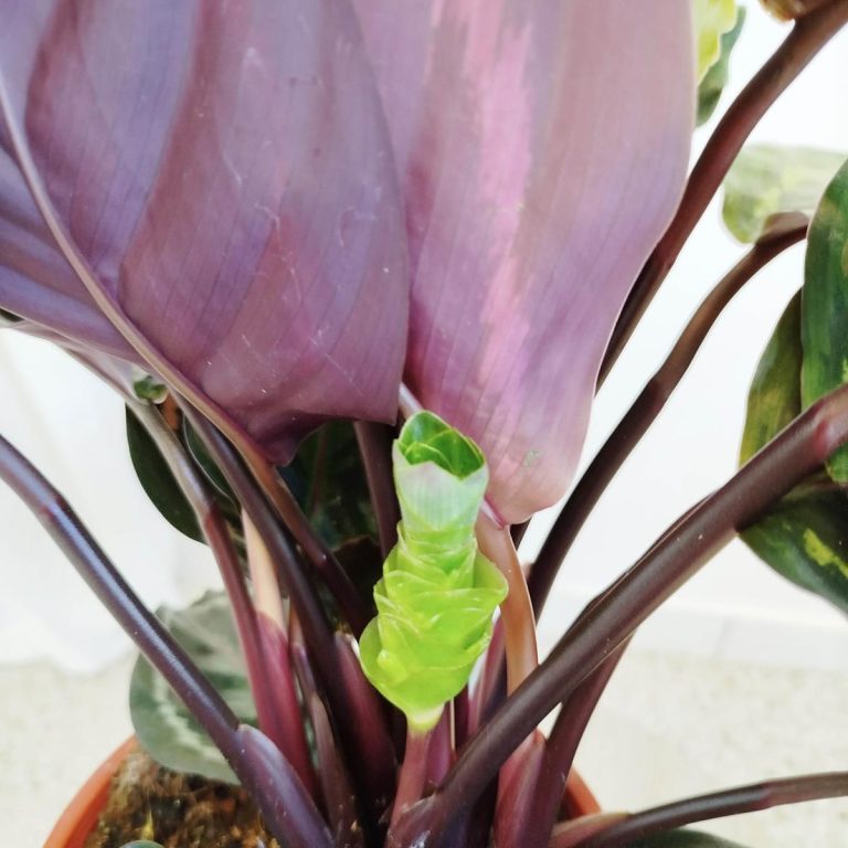 Kalatea (Calathea roseopicta 'Medallion') 55cm