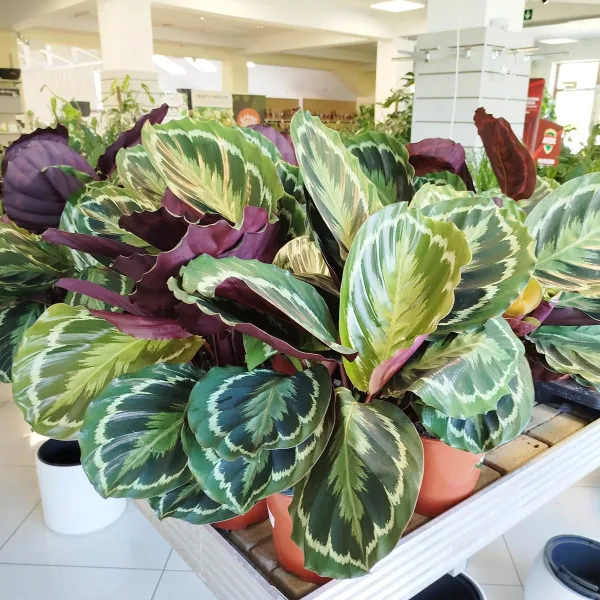Kalatea (Calathea roseopicta 'Medallion') 60cm