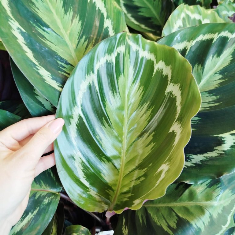 Kalatea (Calathea roseopicta 'Medallion') 55cm