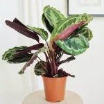 Kalatea (Calathea roseopicta 'Medallion') 55cm